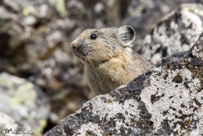 Pika Yellowstone NP May 2025